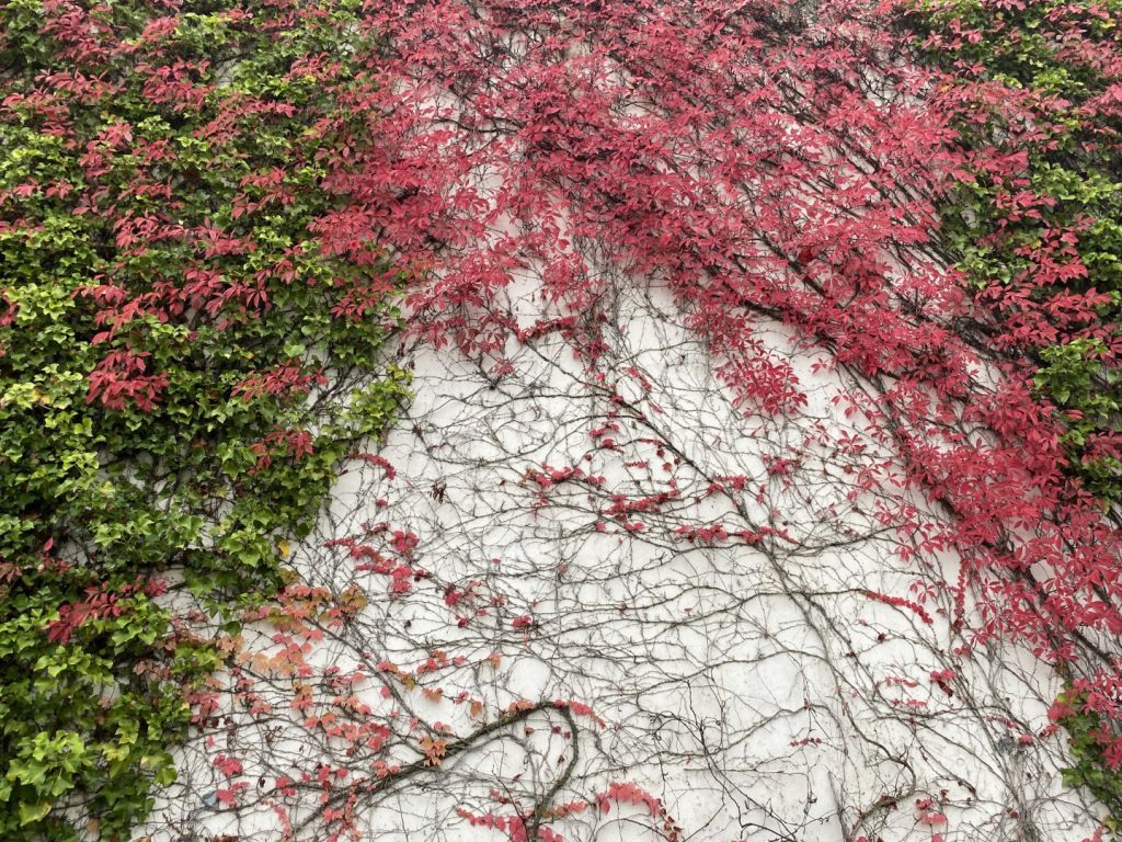 Verschiedenfarbige Blätter auf einer Mauer ranken ineinander.