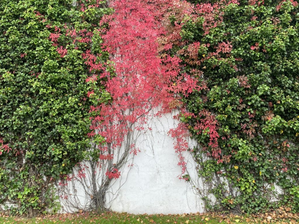 Verschiedenfarbige Blätter auf einer Mauer ranken ineinander.